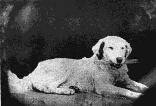 Daguerréotype représentant un chien